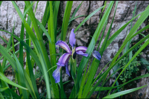 Iris delle Alpi orientali (Dolomiti in particolare)